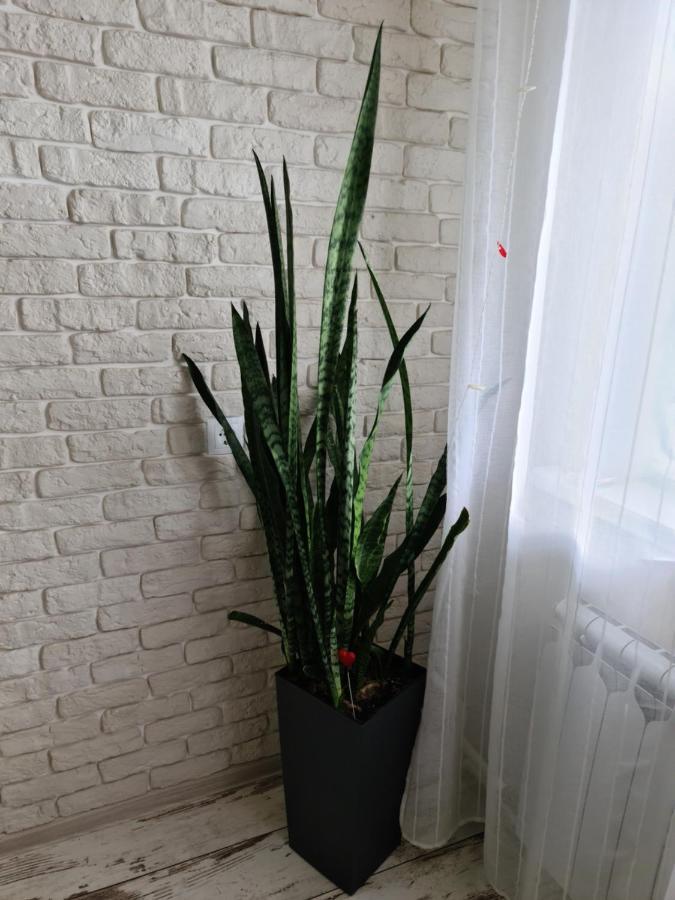 Prime Apartments Grodno Zewnętrze zdjęcie